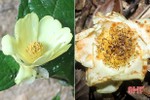 Công bố 2 loài thực vật quý hiếm ở VQG Vũ Quang trên tạp chí quốc tế