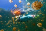 Đến Palau bơi cùng hàng triệu con sứa không nọc độc