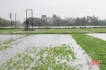 Bão tan, Hà Tĩnh vẫn còn gần 10.000 ha lúa, rau màu ngập lụt