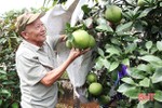 Vườn mẫu sum suê cây trái của cụ ông 80 tuổi