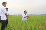 Chủ tịch UBND tỉnh chỉ đạo tăng cường phòng trừ dịch hại cây trồng hè thu