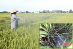 252 ha lúa hè thu ở Can Lộc bị nhiễm bệnh khô vằn