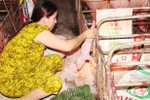 Trại lợn VietGAP 8 tháng lãi ròng hơn 1,5 tỷ đồng