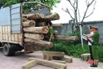 Bắt xe "reo" chở đầy gỗ lậu lúc gần sáng