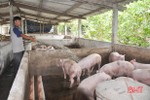 Nuôi lợn sau “bão giá”: Nguy cơ thiếu hụt nguồn giống