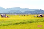 Đề phòng mưa lũ, Hà Tĩnh chỉ đạo thu hoạch nhanh gọn lúa hè thu 