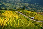 Thu về chiêm ngưỡng những ruộng bậc thang đẹp nhất Việt Nam