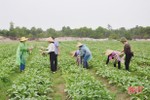 Những "tỷ phú" nông dân Hà Tĩnh