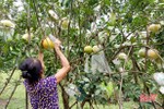 Gần 2.000 cây bưởi hồng Quang Tiến cho quả đầu mùa trên đất Sơn Kim