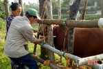 Hơn 30.000 gia súc, gia cầm được tiêm vắc xin phòng bệnh