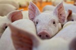 Ngăn chặn nguy cơ dịch tả lợn Châu Phi xâm nhiễm vào Hà Tĩnh