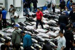 Chợ cá lớn nhất thế giới tổ chức phiên đấu giá đầu tiên tại địa điểm mới
