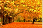 Mê mẩn ngắm những mùa cây thay lá “long lanh“ nhất thế giới