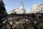 “Choáng” với cuộc diễu hành của hàng trăm con cừu
