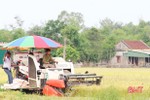 UBND tỉnh cho phép Thạch Hà cải tạo, nâng chất 305ha đất chuyên lúa