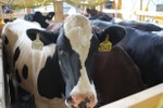 Vinamilk tiếp tục nhập hơn 200 con bò hữu cơ về Việt Nam