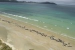 145 con cá voi chết đồng loạt ở bờ biển New Zealand