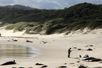 28 con cá voi mắc cạn chết dọc bãi biển Australia