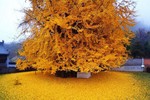 Thảm lá vàng đẹp đến nao lòng dưới gốc cây bạch quả hơn 3.000 năm tuổi