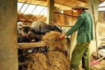 Dự báo rét kỷ lục, Bộ NN&PTNT điện khẩn phòng, chống cho đàn vật nuôi