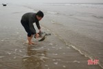 Thả cá thể rùa biển về môi trường tự nhiên ở Hà Tĩnh