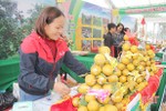 "Chìa khoá vàng" phát triển thương hiệu Cam Hà Tĩnh