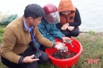 Người đầu tiên ở Hà Tĩnh nuôi cá bống bớp trên vùng tôm dịch bệnh