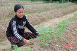 Nông dân Cẩm Vịnh trồng khoai tây đón đầu thị trường tết