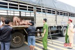Liên tiếp phát hiện xe tải chở lợn bị lở mồm long móng đi tiêu thụ