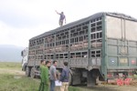 Tiêu hủy gần 100 con lợn bệnh LMLM bị bắt giữ trên QL 1A