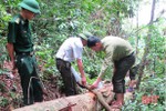 Tịch thu gần 400m3 gỗ vi phạm lâm luật tại Hà Tĩnh