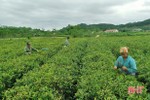 HTX nông nghiệp ở Vũ Quang: "Lắt lay như đèn trước gió"!