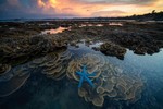 Rạn san hô tuyệt đẹp ở Hòn Yến, Phú Yên nổi bật trên tạp chí du lịch Mỹ