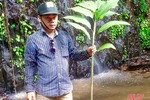 Công bố phát hiện loài gừng mới tại Vườn quốc gia Vũ Quang