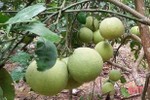 Hà Tĩnh có 72 cây ăn quả đặc sản đầu dòng