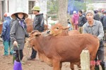 Đi chợ trâu bò độc nhất Hà Tĩnh