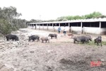 “Hốt bạc” nhờ lợn rừng nuôi bán Tết