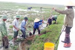 52 héc-ta lúa xuân ở Hà Tĩnh bị chuột tấn công