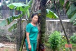 Cây chuối "lạ" trổ hơn 100 nải ở Hà Tĩnh