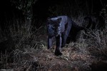 Cận cảnh con báo đen cực hiếm lần đầu tiên được phát hiện ở châu Phi trong 100 năm