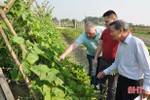 Nông dân Hà Tĩnh đưa rau sạch sang thị trường Châu Âu