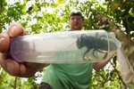 Tìm thấy lại loài ong lớn nhất thế giới