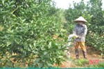 Hà Tĩnh chăm sóc 5.677 ha cây ăn quả có múi vào kỳ ra hoa