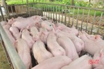 Hà Tĩnh chủ động đối phó dịch tả lợn châu Phi
