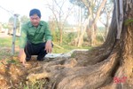 Truy tìm kẻ xấu đổ nước muối phá hoại vườn cây cảnh tiền tỷ ở Hà Tĩnh