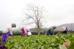 Thu hoạch đầu năm, người trồng chè Kỳ Trung thu trên 1,5 tỷ đồng