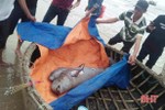 Ngư dân Cẩm Xuyên chôn cất 2 con cá ông
