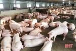 TX Kỳ Anh lên kế hoạch ứng phó khẩn cấp với dịch tả lợn châu Phi