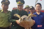 Thả rùa biển nặng 25 kg về môi trường tự nhiên ở Hà Tĩnh