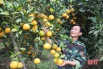 Can Lộc phấn đấu trồng mới 100 ha cây ăn quả có múi trong năm 2019
